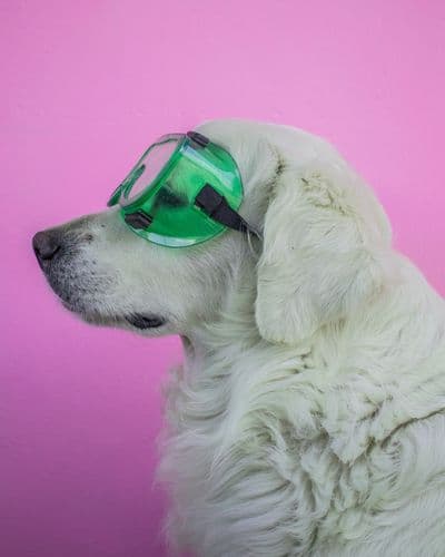 QwikBuilder Hero Image (Cool dog)